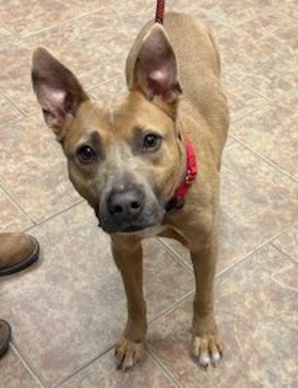 Patches, Adoptable, Adult Male Pit Bull Terrier & Australian Cattle Dog / Blue Heeler.