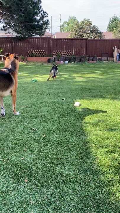 Enlarge Livie , a ADOPTABLE German Shepherd Dog in El Cajon, CA video 2/3