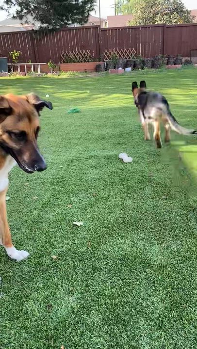 Enlarge Livie , a ADOPTABLE German Shepherd Dog in El Cajon, CA video 3/3