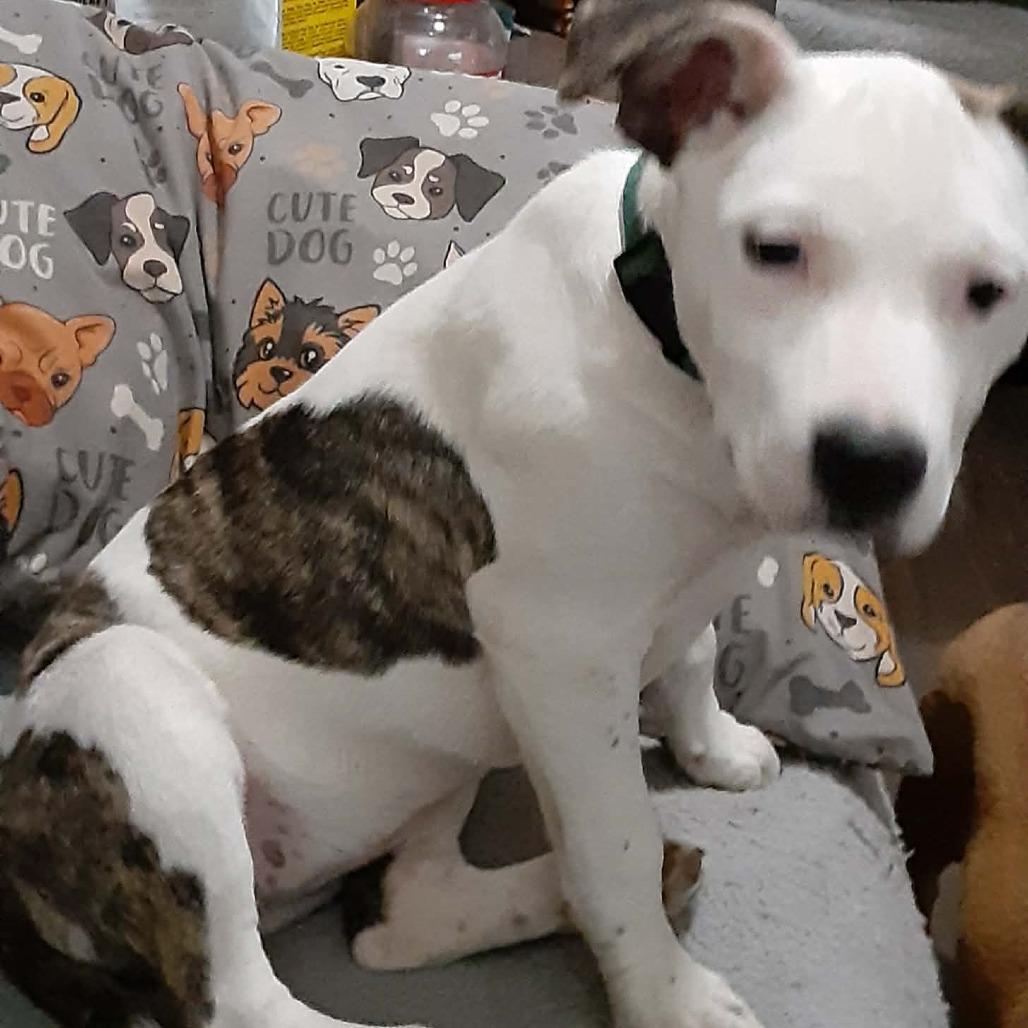 Enlarge Poppy, a Adoptable Mixed Breed in Lima, OH image 2/3