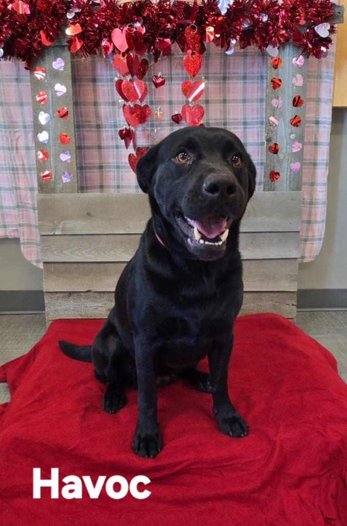 Enlarge Havoc Yrly 506/37, a Adoptable Labrador Retriever in Sidney, OH image 1/5