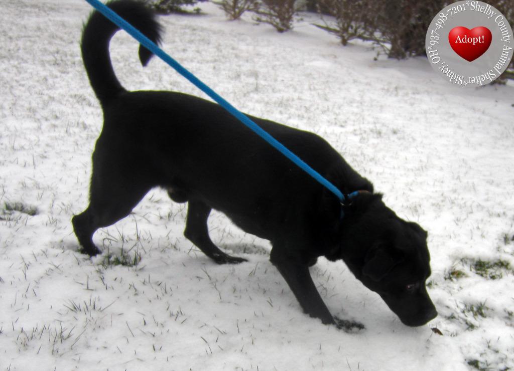Enlarge Havoc Yrly 506/37, a Adoptable Labrador Retriever in Sidney, OH image 2/5
