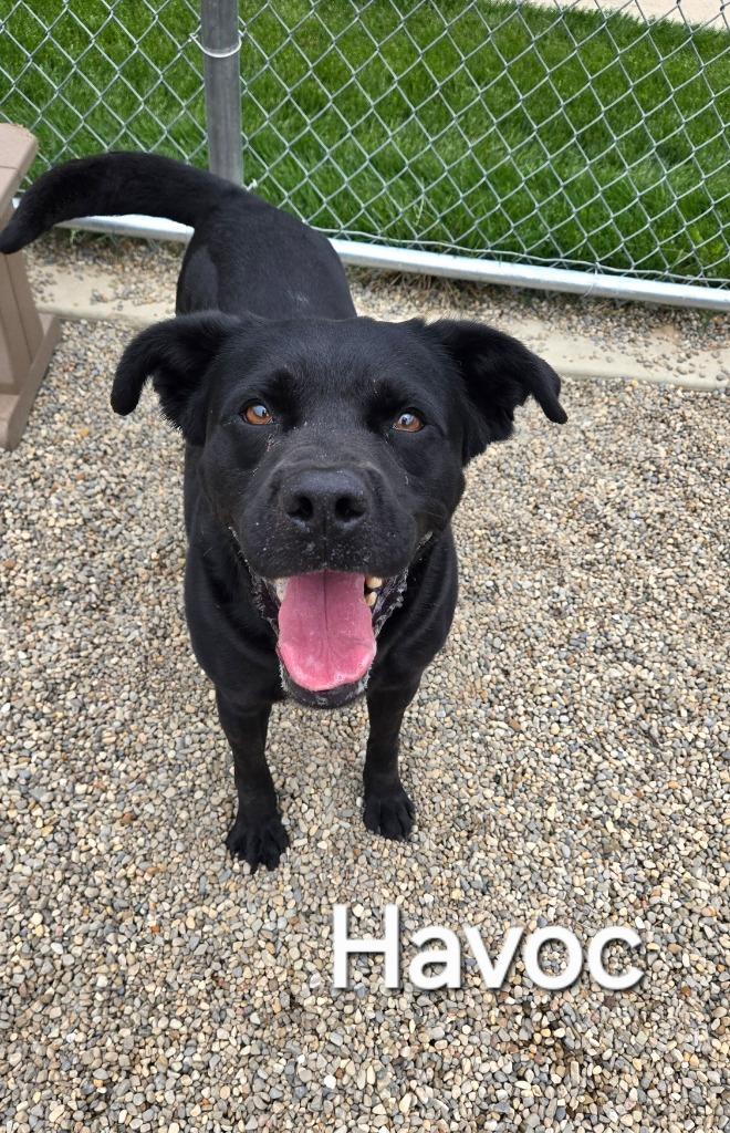 Enlarge Havoc Yrly 506/37, a Adoptable Labrador Retriever in Sidney, OH image 3/6
