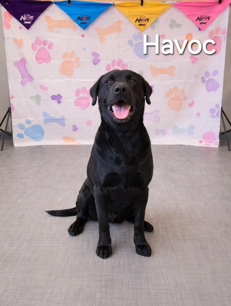 Enlarge Havoc Yrly 506/37, a Adoptable Labrador Retriever in Sidney, OH image 3/5