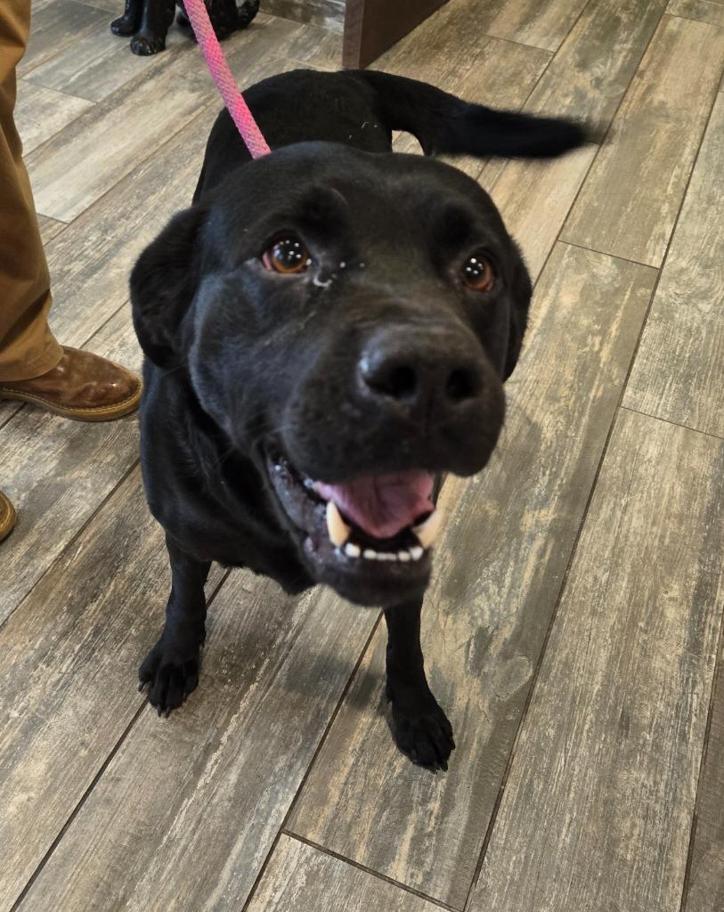 Enlarge Havoc Yrly 506/37, a Adoptable Labrador Retriever in Sidney, OH image 4/5