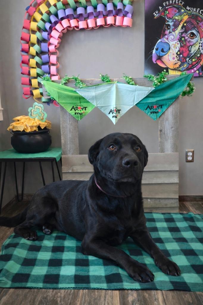 Enlarge Havoc Yrly 506/37, a Adoptable Labrador Retriever in Sidney, OH image 5/5