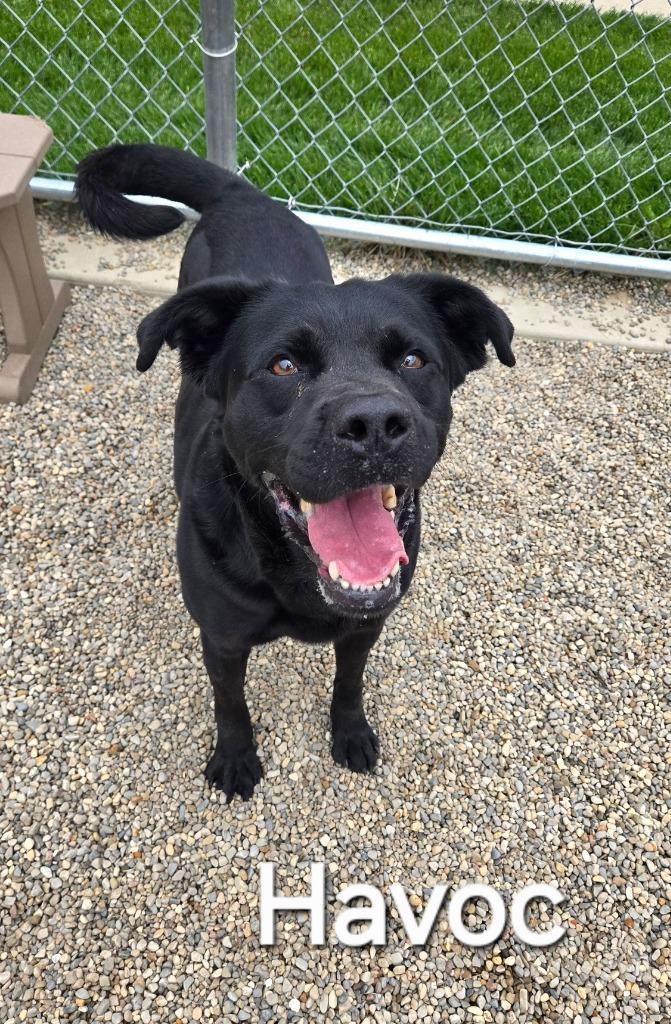 Enlarge Havoc Yrly 506/37, a Adoptable Labrador Retriever in Sidney, OH image 5/6