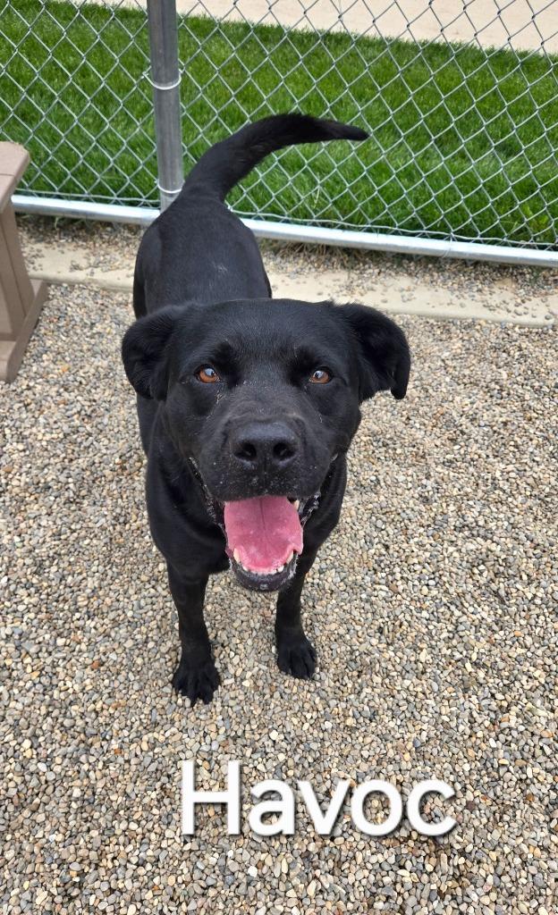 Enlarge Havoc Yrly 506/37, a Adoptable Labrador Retriever in Sidney, OH image 6/6
