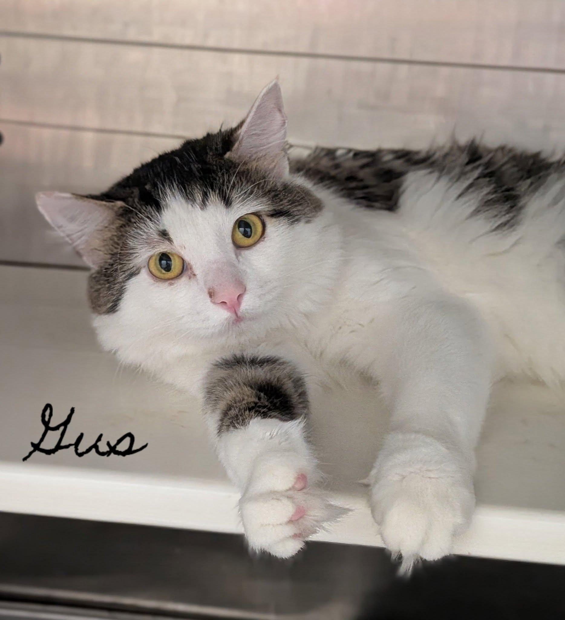 Enlarge Gus, a Adoptable Domestic Short Hair in Flint, MI image 1/1