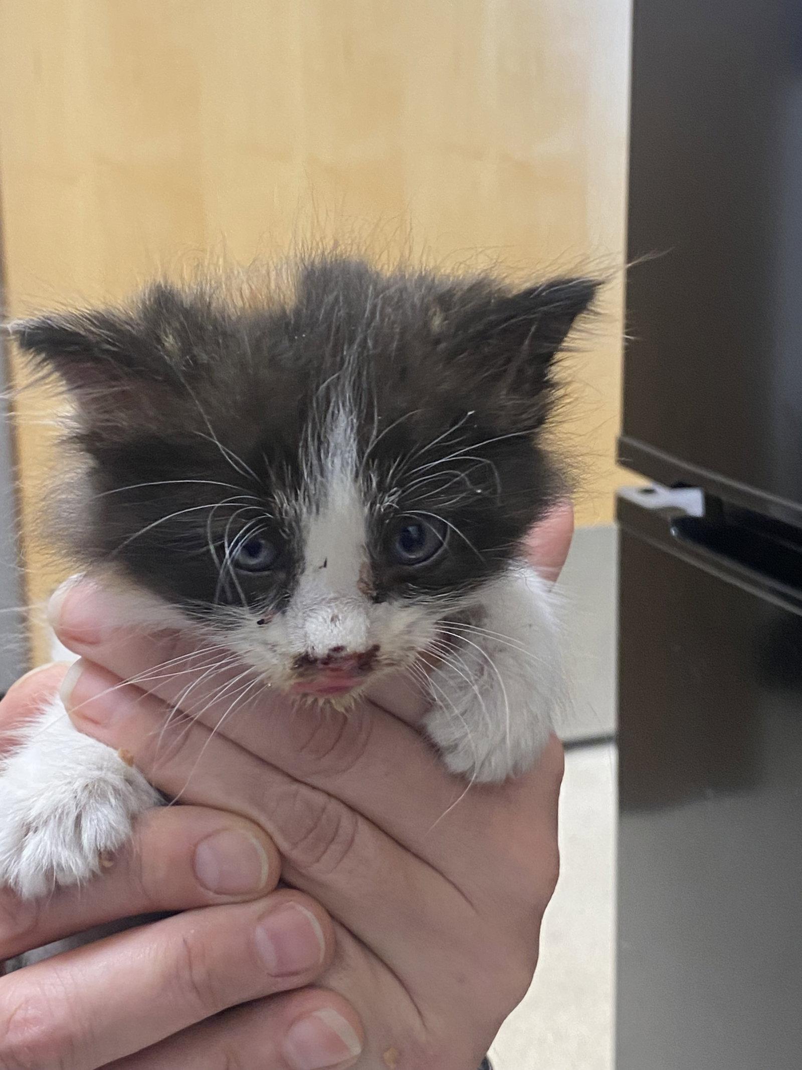 Joy, Adopted, Kitten Female Domestic Long Hair.