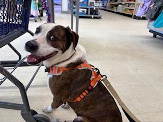 Enlarge Penny, a ADOPTABLE mixed breed in Manhasset, NY image 2/6