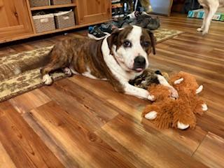 Penny, ADOPTABLE, Adult Female Hound.