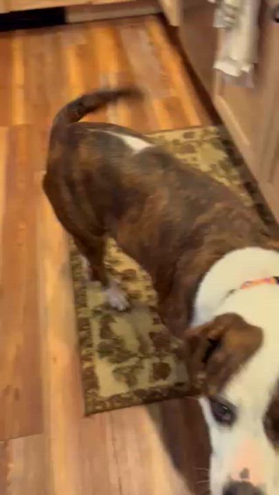 Enlarge Penny, a ADOPTABLE mixed breed in Manhasset, NY video 5/6