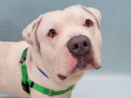 Cody, Adoptable, Adult Male American Bulldog & Mixed Breed.
