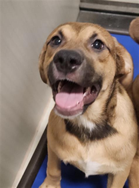 Enlarge Mindy -- URGENT! LONGTIME RESIDENT!, a ADOPTABLE mixed breed in Thousand Oaks, CA image 1/2