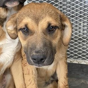 Enlarge Mindy -- URGENT! LONGTIME RESIDENT!, a ADOPTABLE mixed breed in Thousand Oaks, CA image 2/2