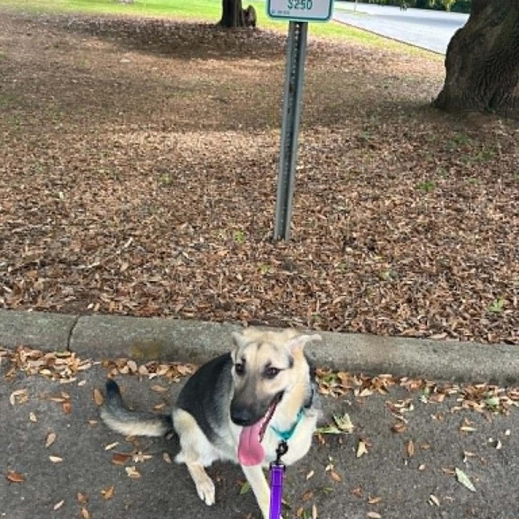 Enlarge Pi, a Adoptable German Shepherd Dog in Shelby, NC image 1/6