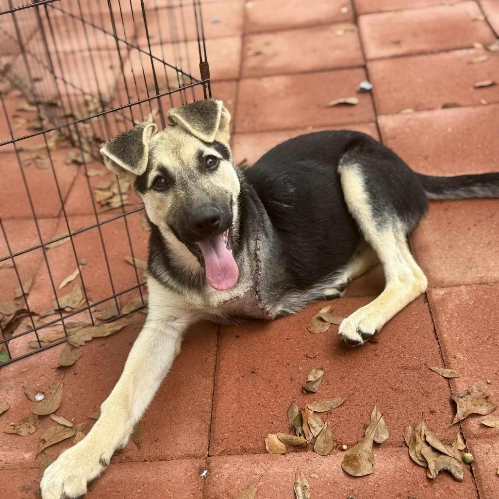 Pi, Adoptable, Young Female German Shepherd Dog.