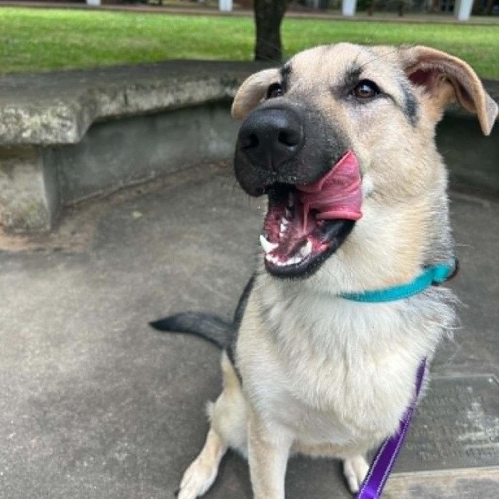 Enlarge Pi, a Adoptable German Shepherd Dog in Shelby, NC image 2/6