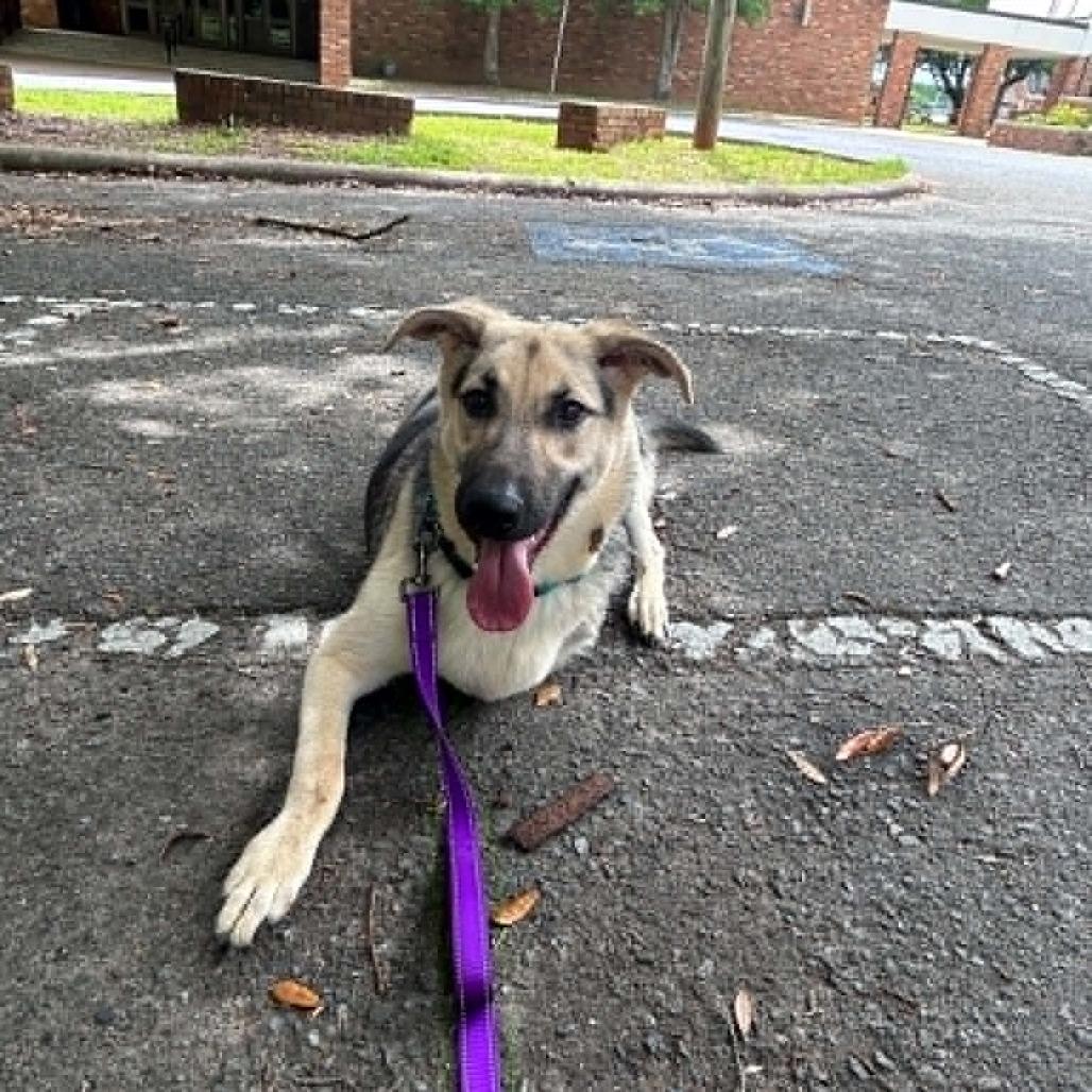 Enlarge Pi, a Adoptable German Shepherd Dog in Shelby, NC image 3/6