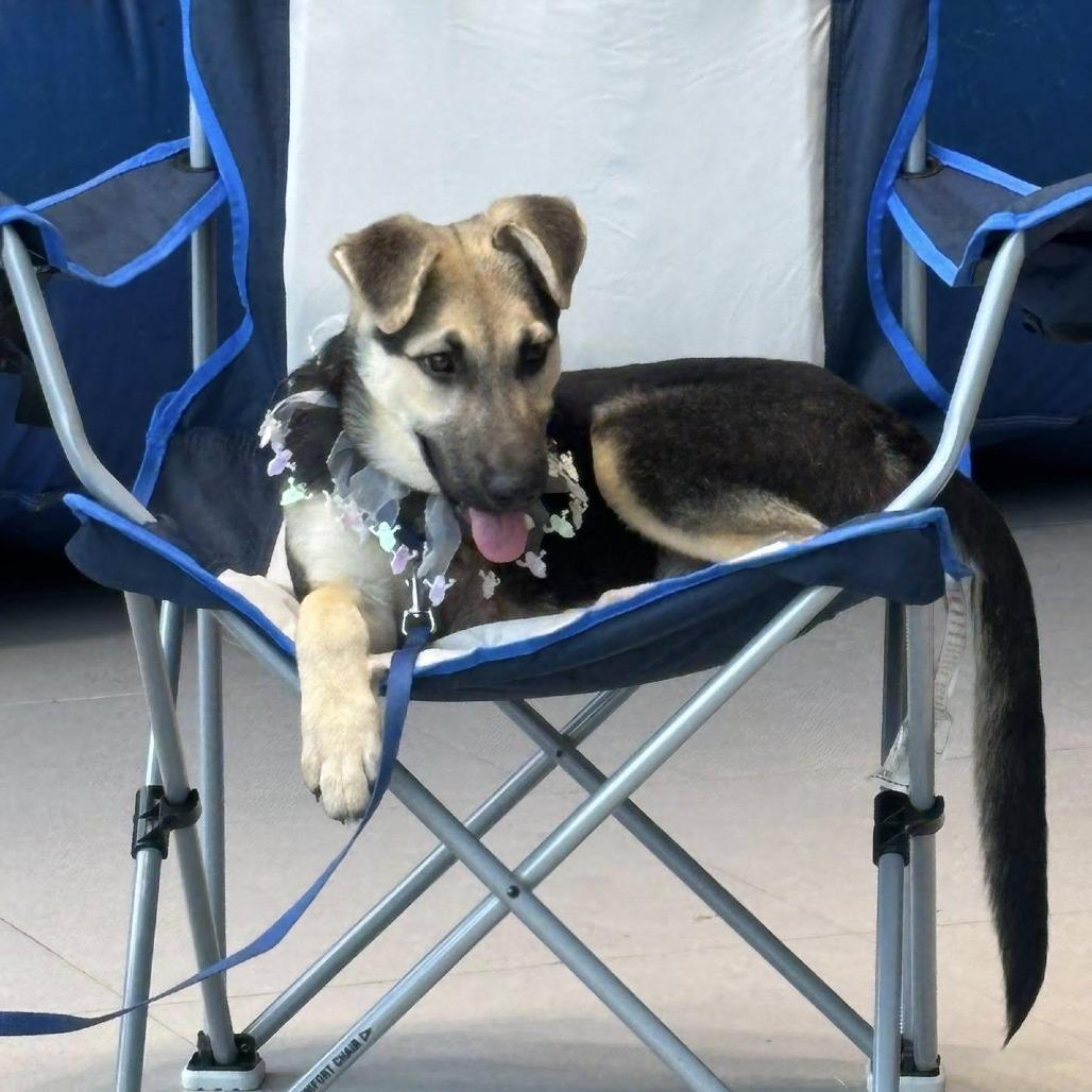 Pi, a Adoptable German Shepherd Dog in Shelby, NC image 2/3