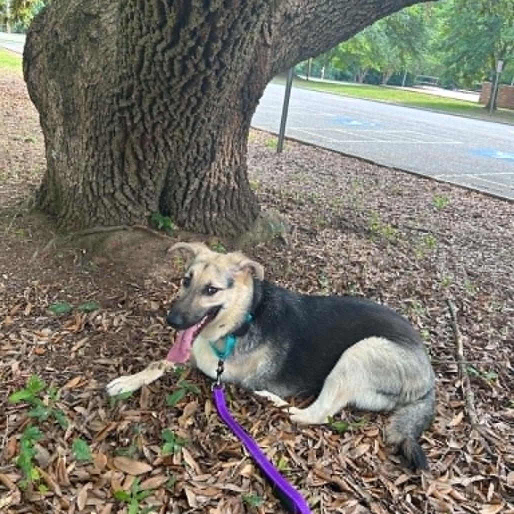 Enlarge Pi, a Adoptable German Shepherd Dog in Shelby, NC image 4/6
