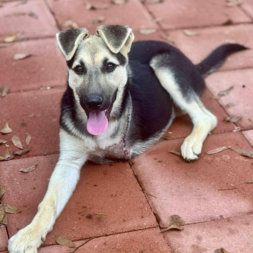 Pi, a Adoptable German Shepherd Dog in Shelby, NC image 3/3