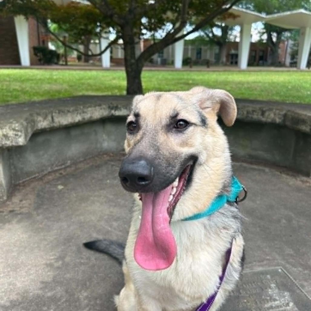 Enlarge Pi, a Adoptable German Shepherd Dog in Shelby, NC image 5/6