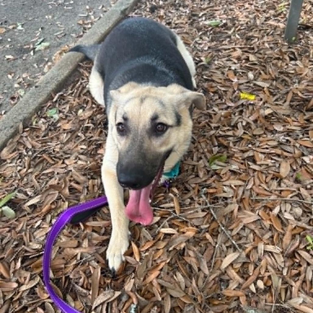 Enlarge Pi, a Adoptable German Shepherd Dog in Shelby, NC image 6/6