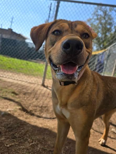 Enlarge Jasmine, a Adoptable Shepherd in Humble, TX image 1/1
