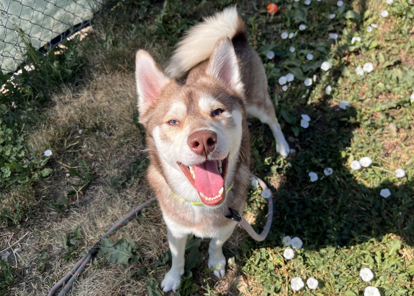 Felix, Adoptable, Adult Male Mixed Breed.