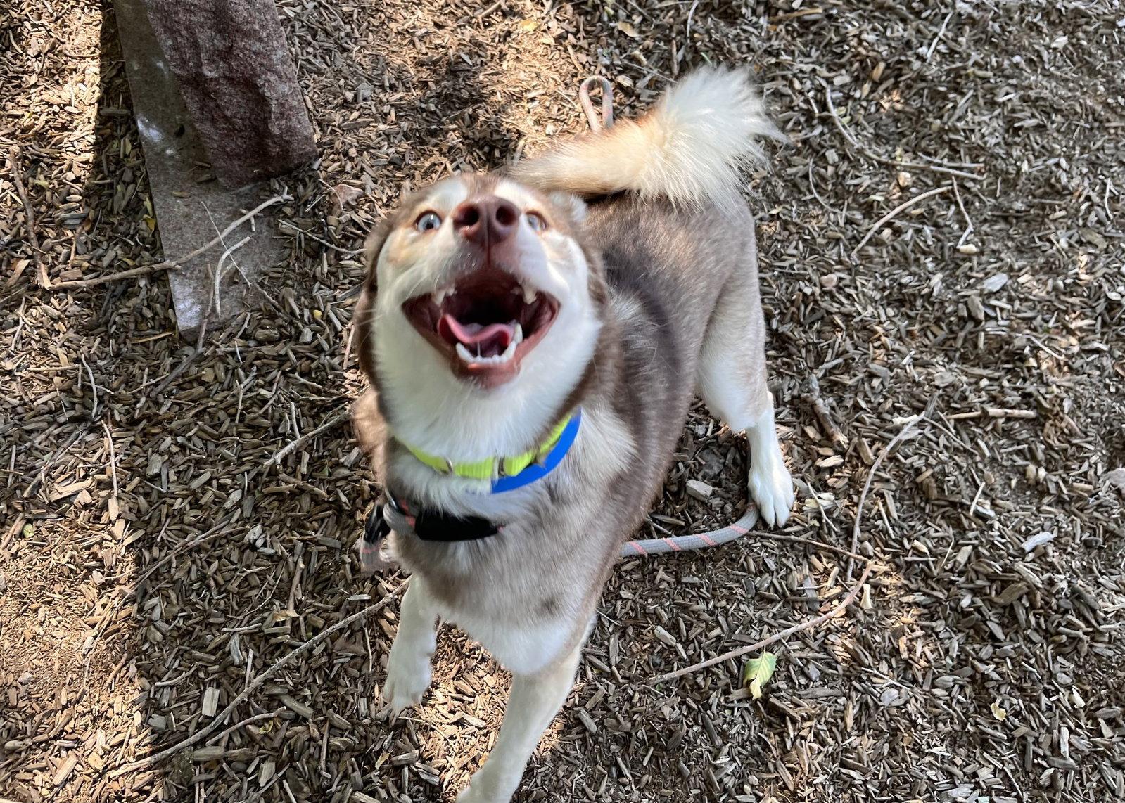 Felix, a Adoptable Mixed Breed in Fort Collins, CO image 2/3