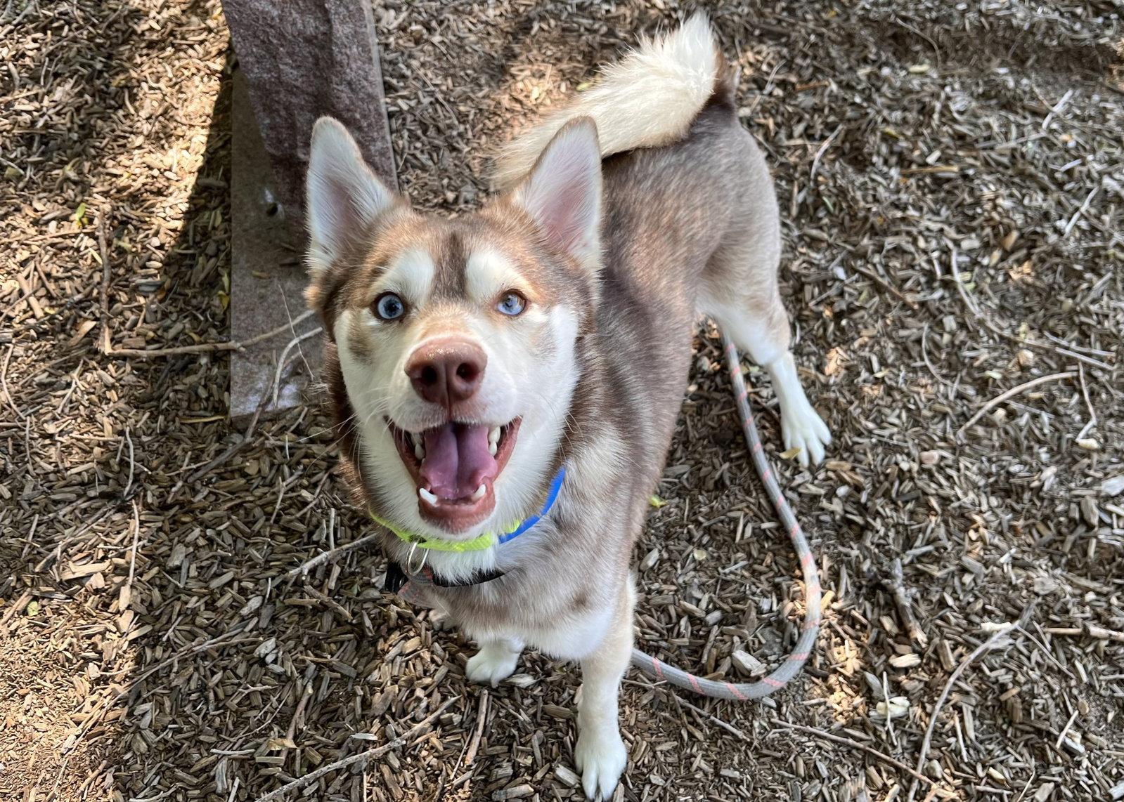 Felix, a Adoptable Mixed Breed in Fort Collins, CO image 3/3