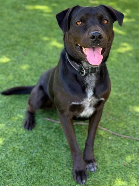 DUKE, Adoptable, Adult Male Labrador Retriever.