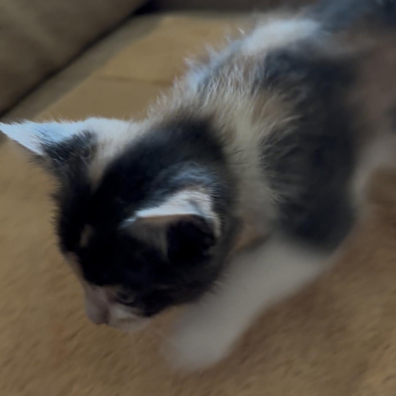 Bridget thumbnail 3