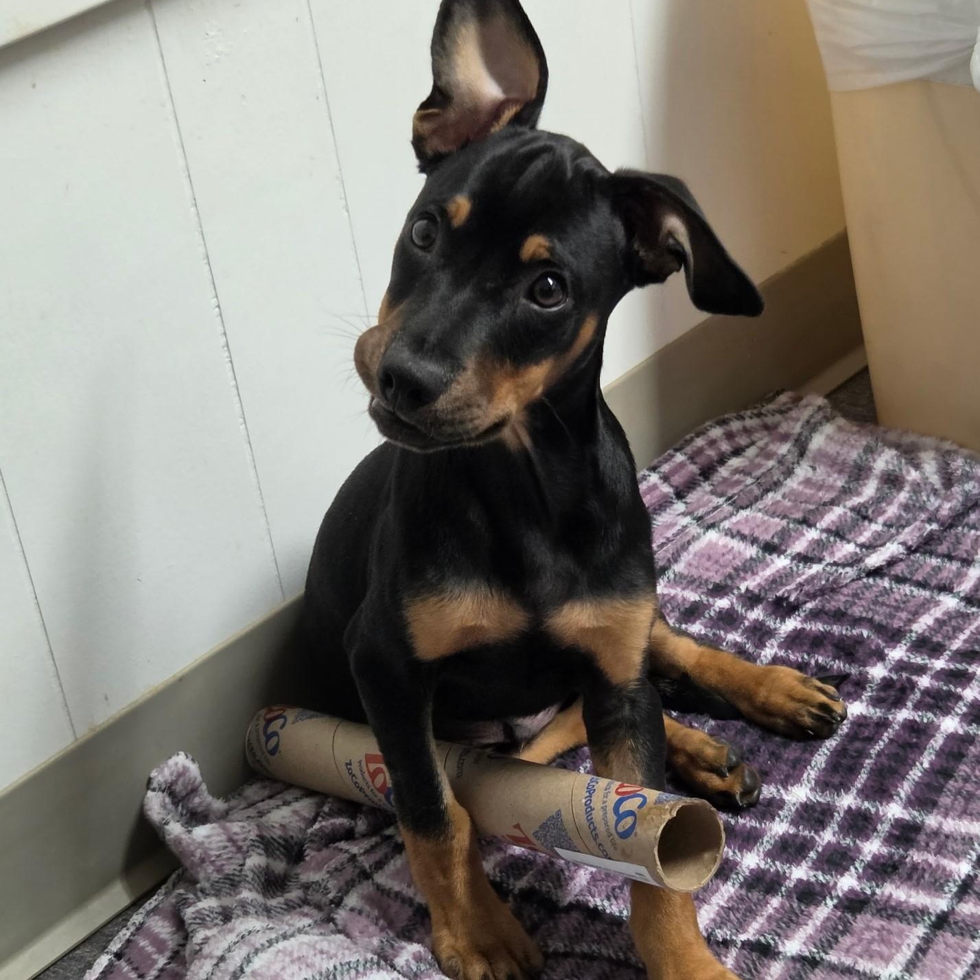 Enlarge Corduroy, a Adoptable mixed breed in Abington, PA image 3/3