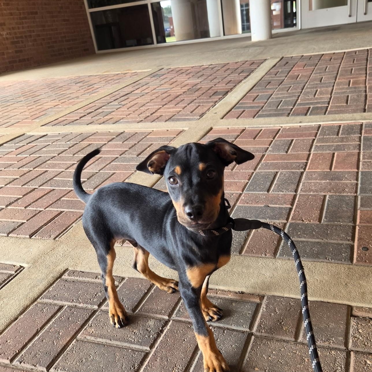 Enlarge Corduroy, a Adoptable mixed breed in Abington, PA image 1/3
