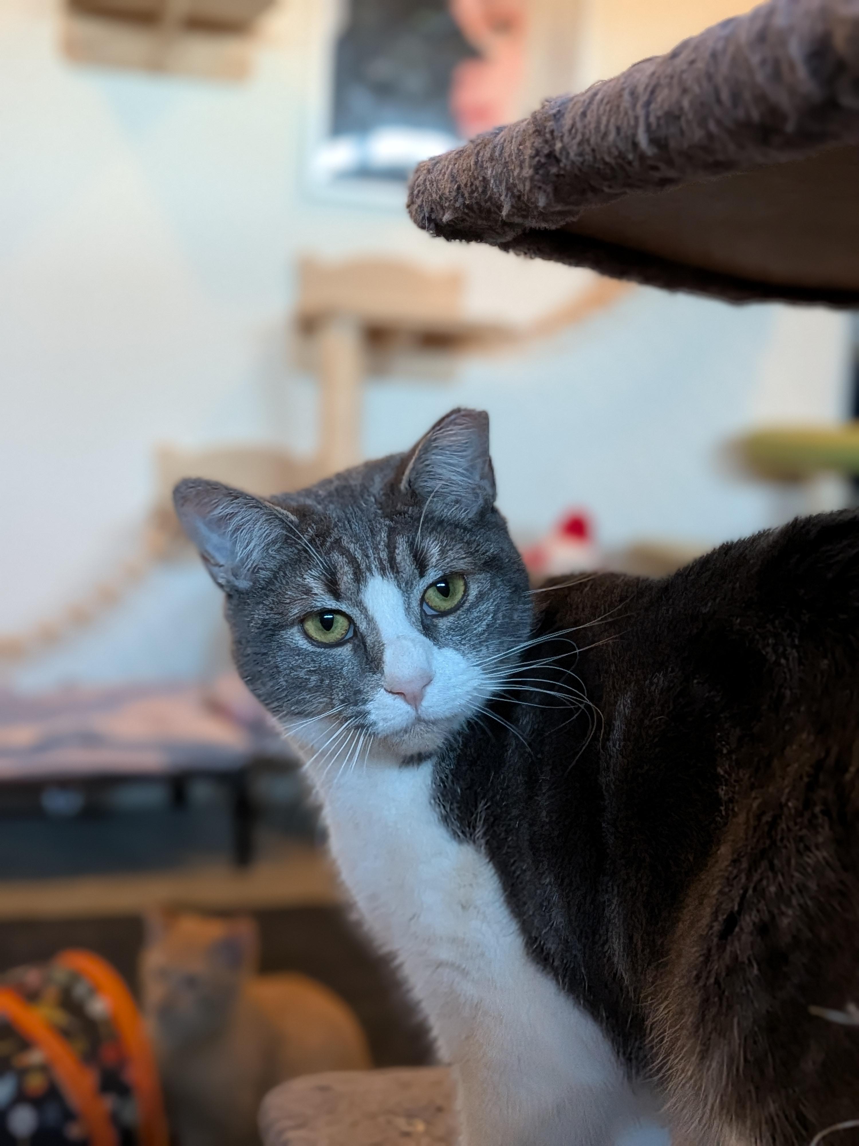 Enlarge Margarine, a Adoptable Domestic Short Hair in Newburgh, NY image 3/6