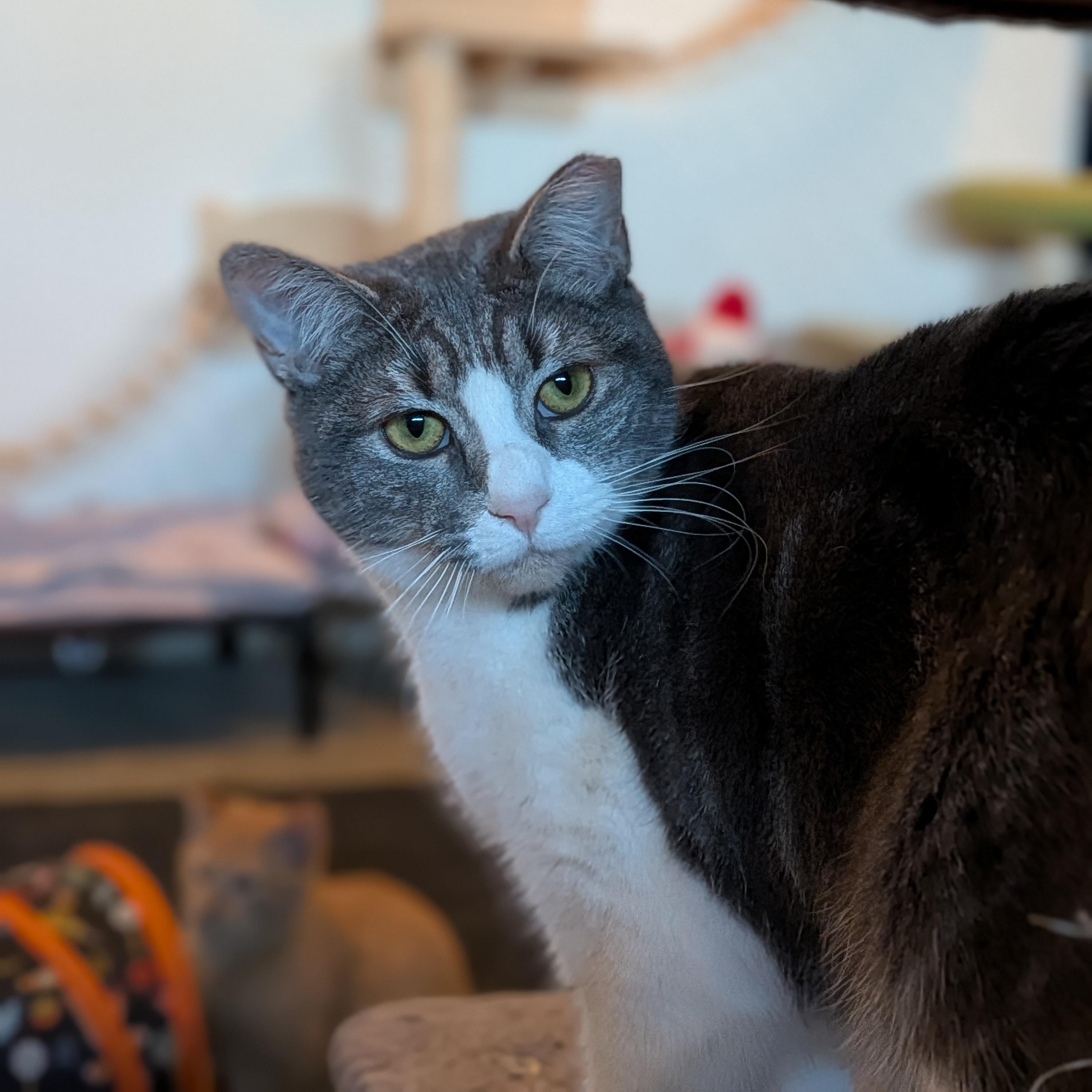 Enlarge Margarine aka Marge, a Adoptable Domestic Short Hair in Newburgh, NY image 2/6