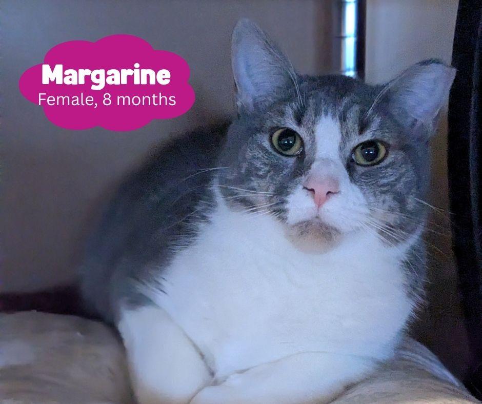 Margarine, Adoptable, Kitten Female Domestic Short Hair.