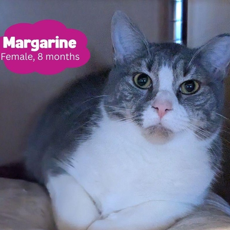 Enlarge Margarine aka Marge, a Adoptable Domestic Short Hair in Newburgh, NY image 4/6