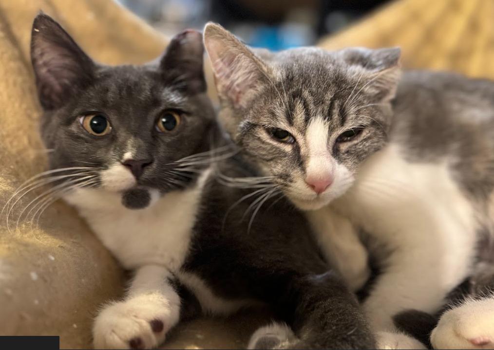 Enlarge Margarine, a Adoptable Domestic Short Hair in Newburgh, NY image 5/6