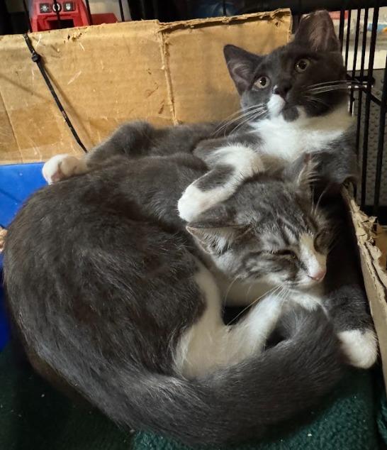 Enlarge Margarine, a Adoptable Domestic Short Hair in Newburgh, NY image 6/6