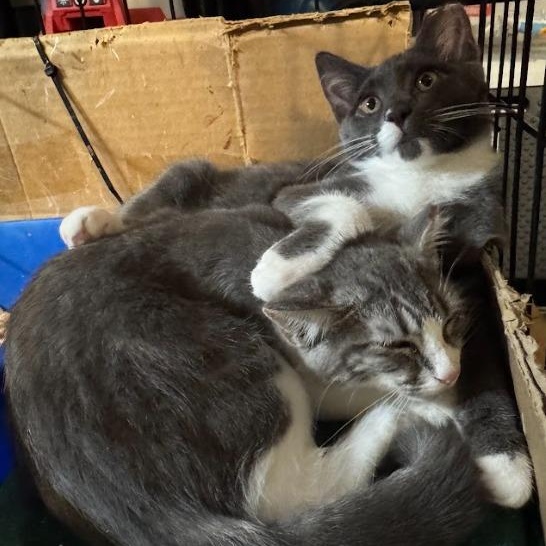 Enlarge Margarine aka Marge, a Adoptable Domestic Short Hair in Newburgh, NY image 6/6