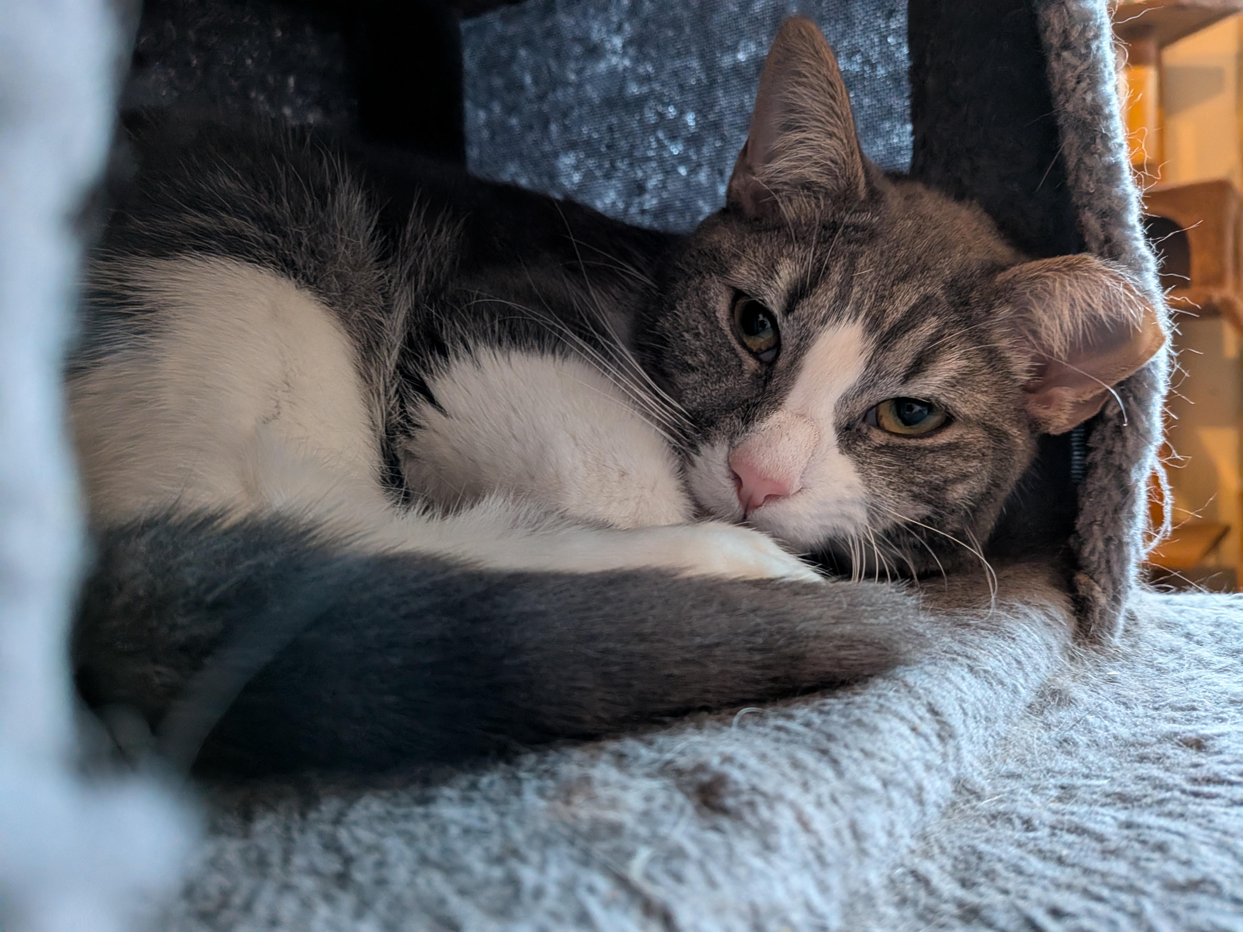 Margie aka Margarine, a Adoptable Domestic Short Hair in Newburgh, NY image 3/6