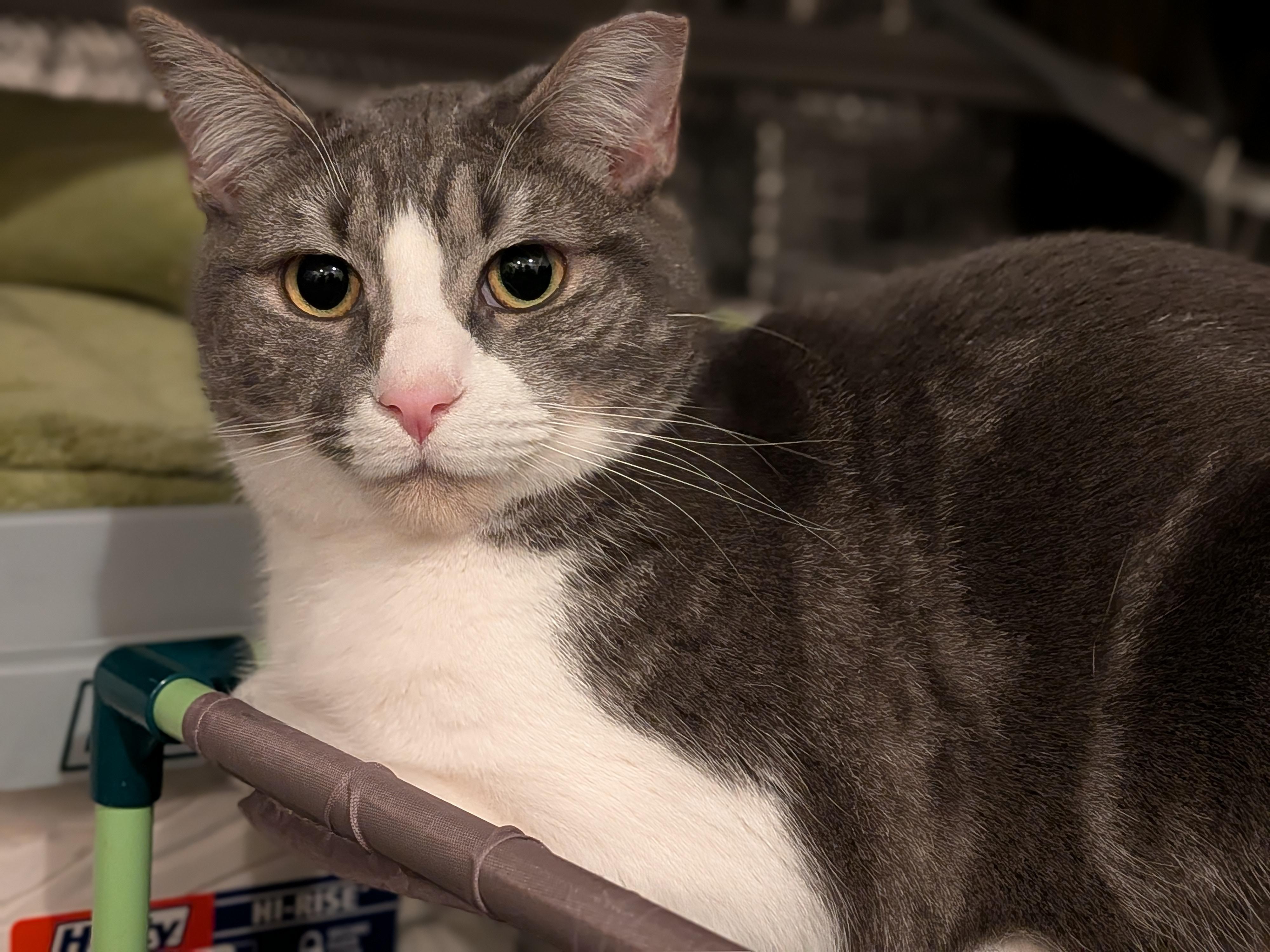 Margie aka Margarine, a Adoptable Domestic Short Hair in Newburgh, NY image 6/6