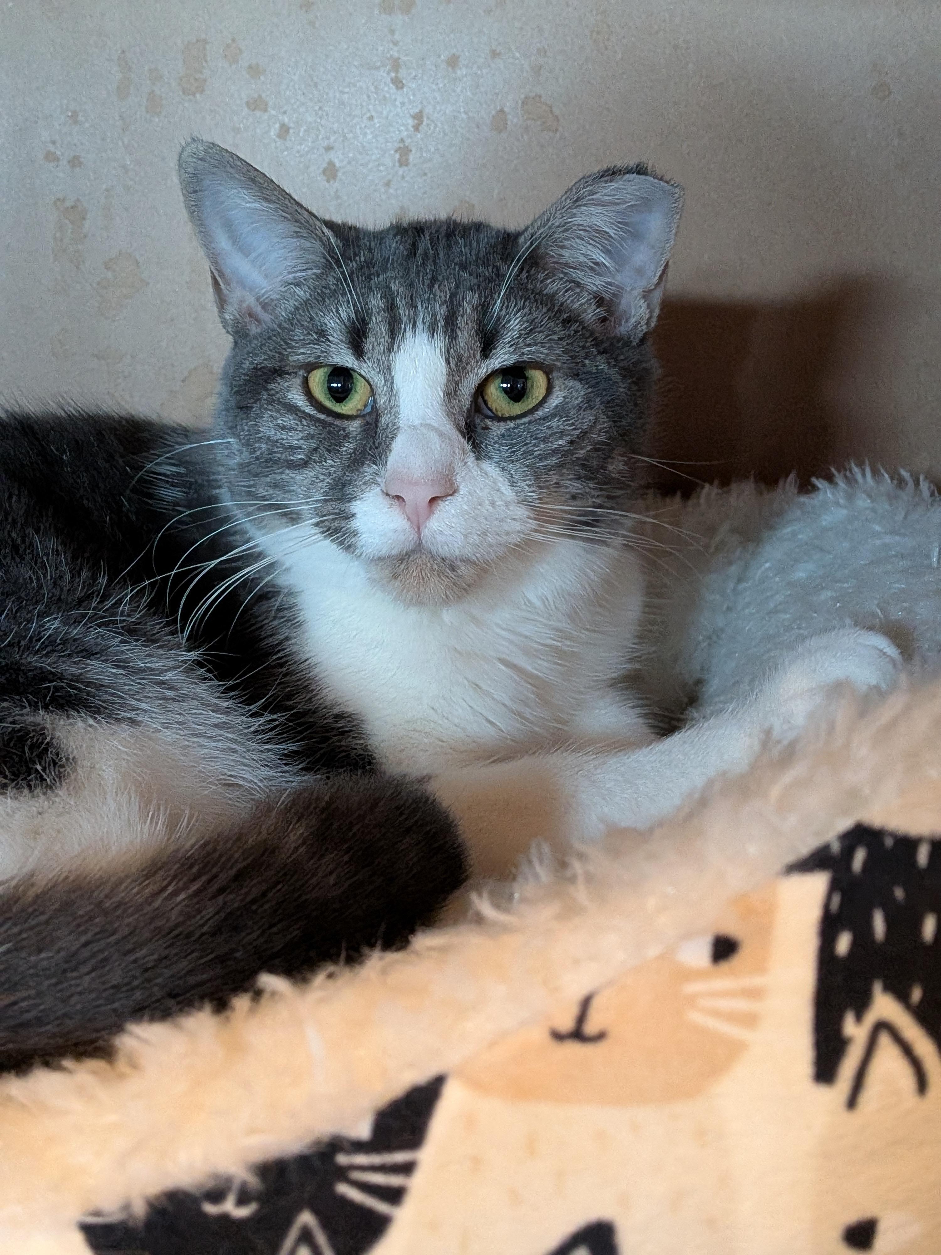 Margarine, Adoptable, Kitten Female Domestic Short Hair.