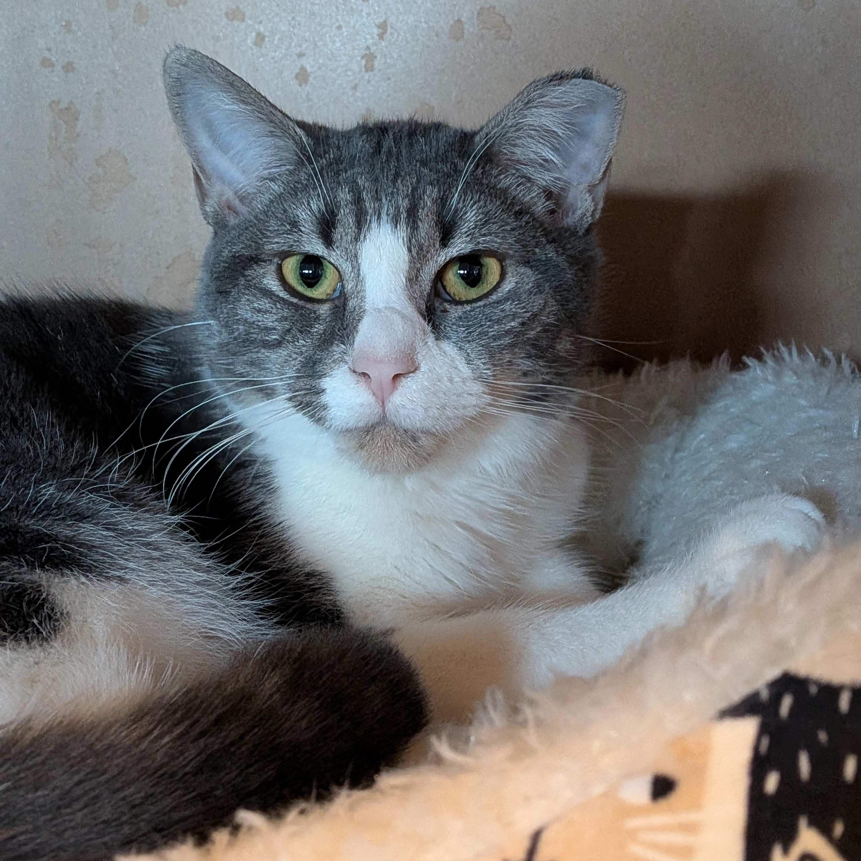 Enlarge Margarine aka Marge, a Adoptable Domestic Short Hair in Newburgh, NY image 1/6