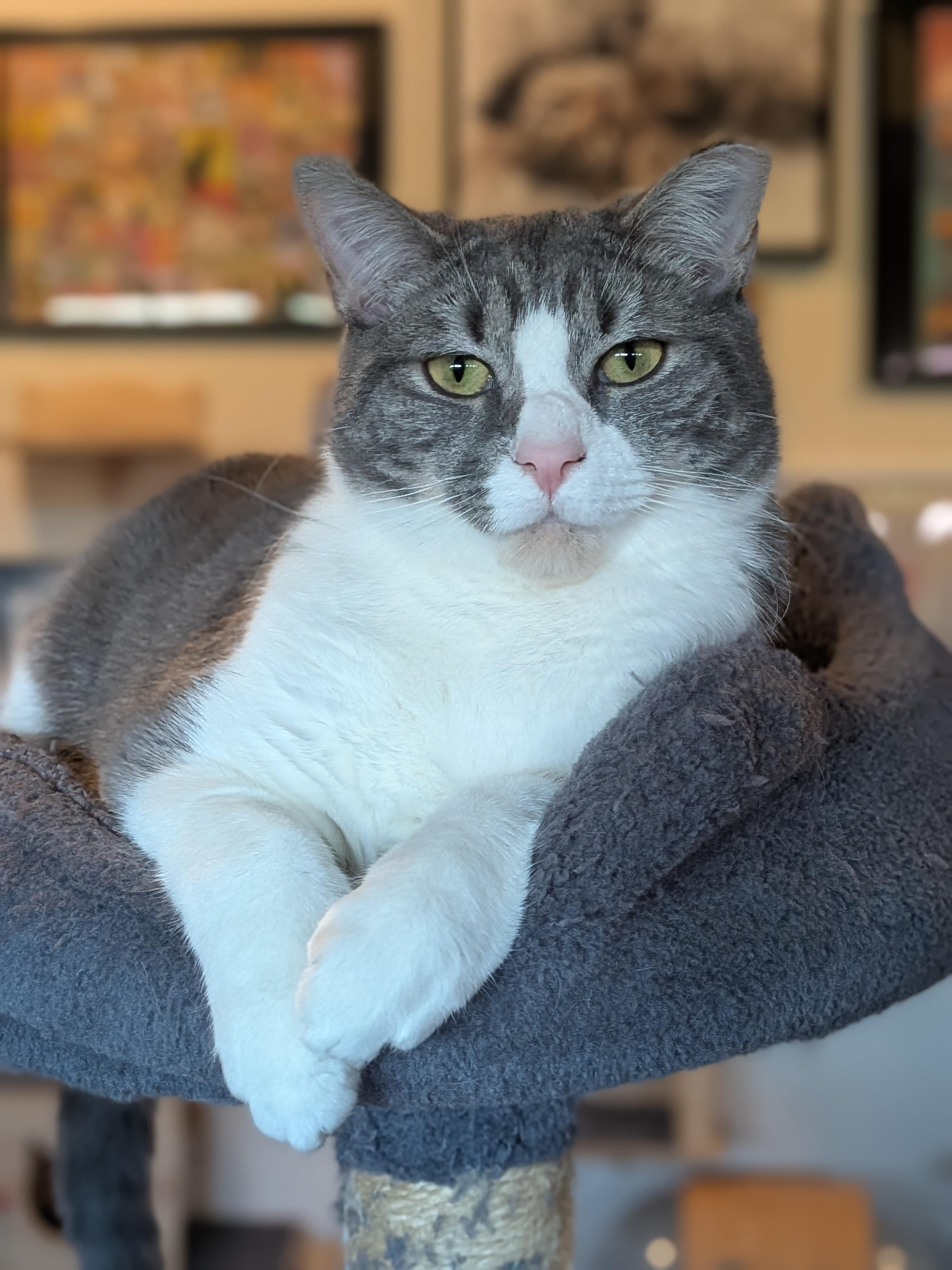 Margie aka Margarine, Adoptable, Kitten Female Domestic Short Hair.