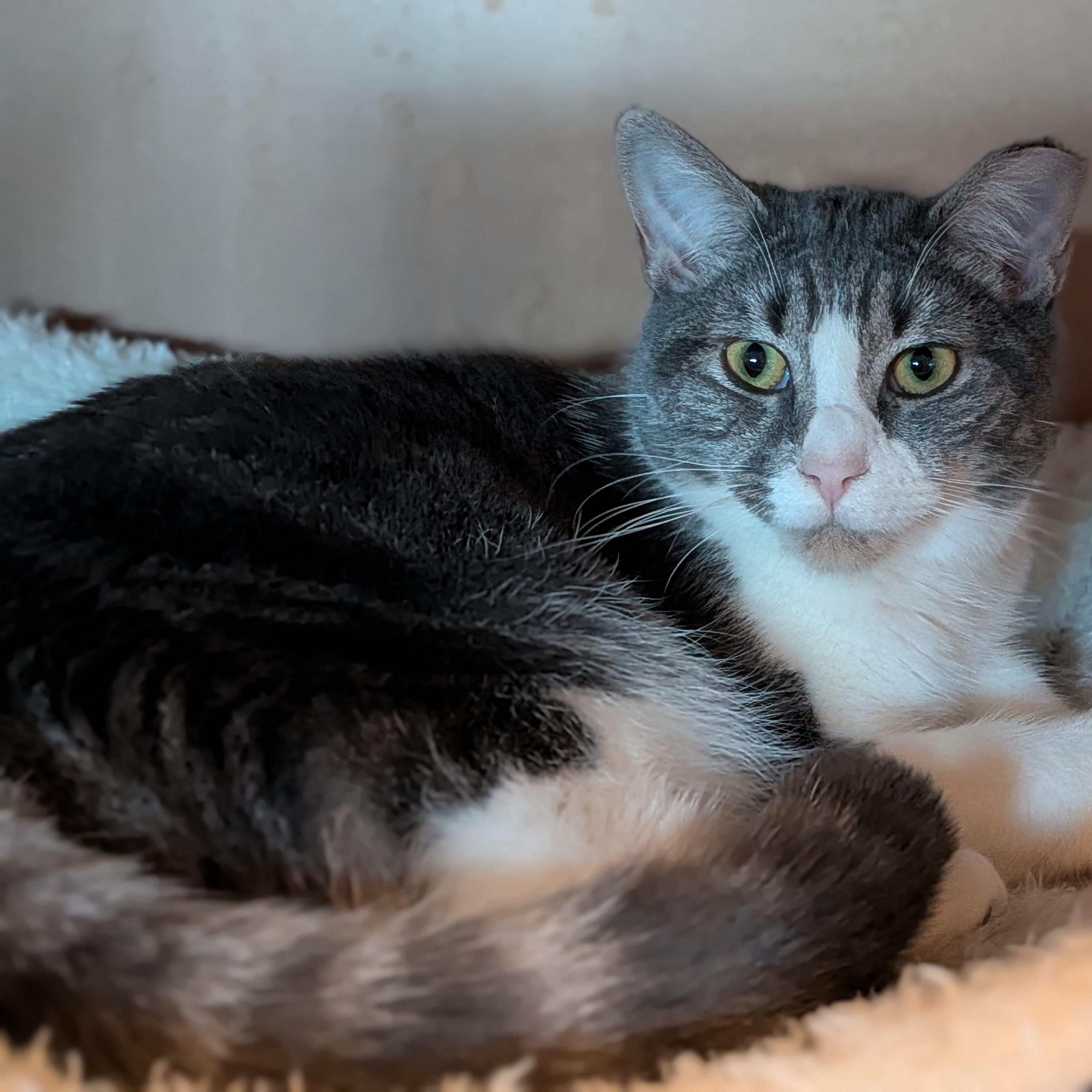 Enlarge Margarine aka Marge, a Adoptable Domestic Short Hair in Newburgh, NY image 3/6